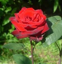 Rosa