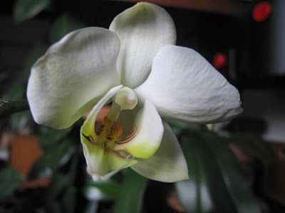 Il giardino delle viltà