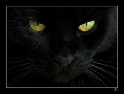 Gatto nero