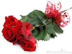 Rose d'inverno  