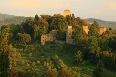 L'onda dolce degli ulivi d'argento