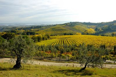 Sinfonia d' amore in Chianti