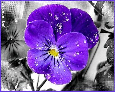 L' ultima viola