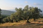 Le mie colline