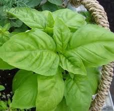 Profumo di basilico  