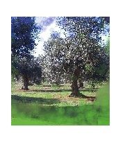 Tornare  