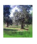 Tornare  