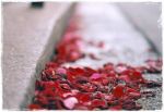Brandelli di cuore