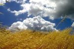 Solo dorati campi di grano  