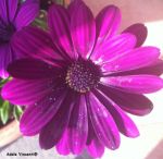 " Qui Intorno � Primavera!