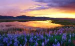 E� L�Alba!