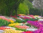 "E� Primavera"