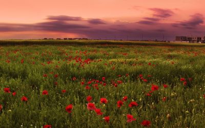 Fiore rosso