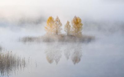 Anima 2