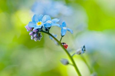 Sotto il ciliegio