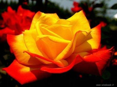 Rosa