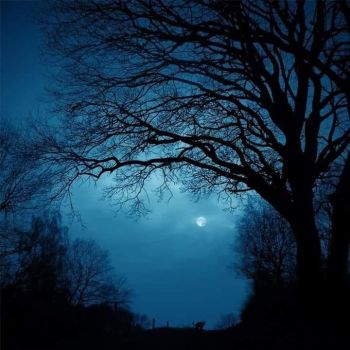 Di notte e di una poesia