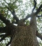 Viali di un�anima sognatrice