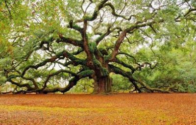 La saggezza dell'albero