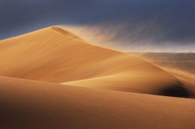 Rosa del deserto