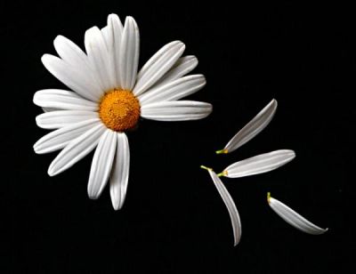 Petali di margherita