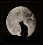 Godere la Luna
