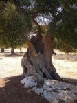 L' albero della vita