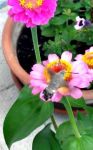 L’ape colibrì