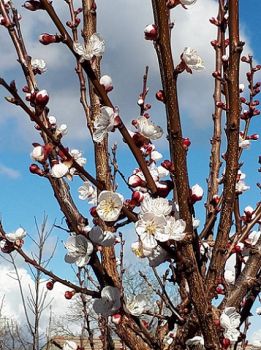 In primavera