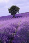 Poesia quasi d�Amore (ad un figlio...)
