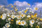 Fiori di campo (2)