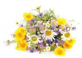 Fiori di campo (3)