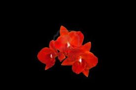 Il colpo che disegnò l'orchidea rossa