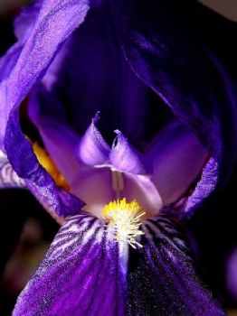 Iris  