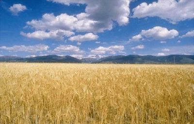 Nuova Conoscenza