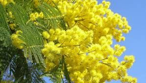 Il fiore della vergogna
