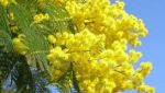 Il fiore della vergogna