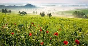 Alito di Primavera