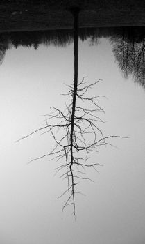 Dissoluzione