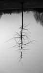 Dissoluzione