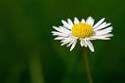 Fiore