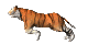 Il pianto di una tigre!