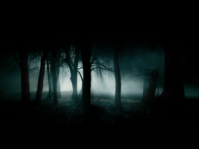 La luce filtra tra le foglie scure