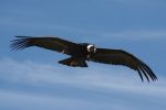 Il volo del condor