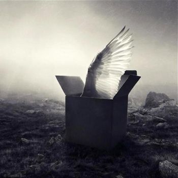 Volando