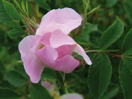 Rosa canina