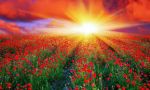 Su zolle d�antiche filiere