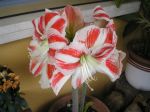 L�amarillide