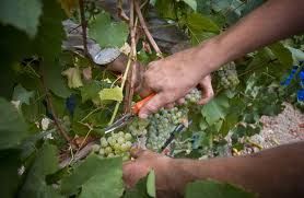 Vendemmia