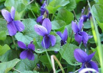 Violette